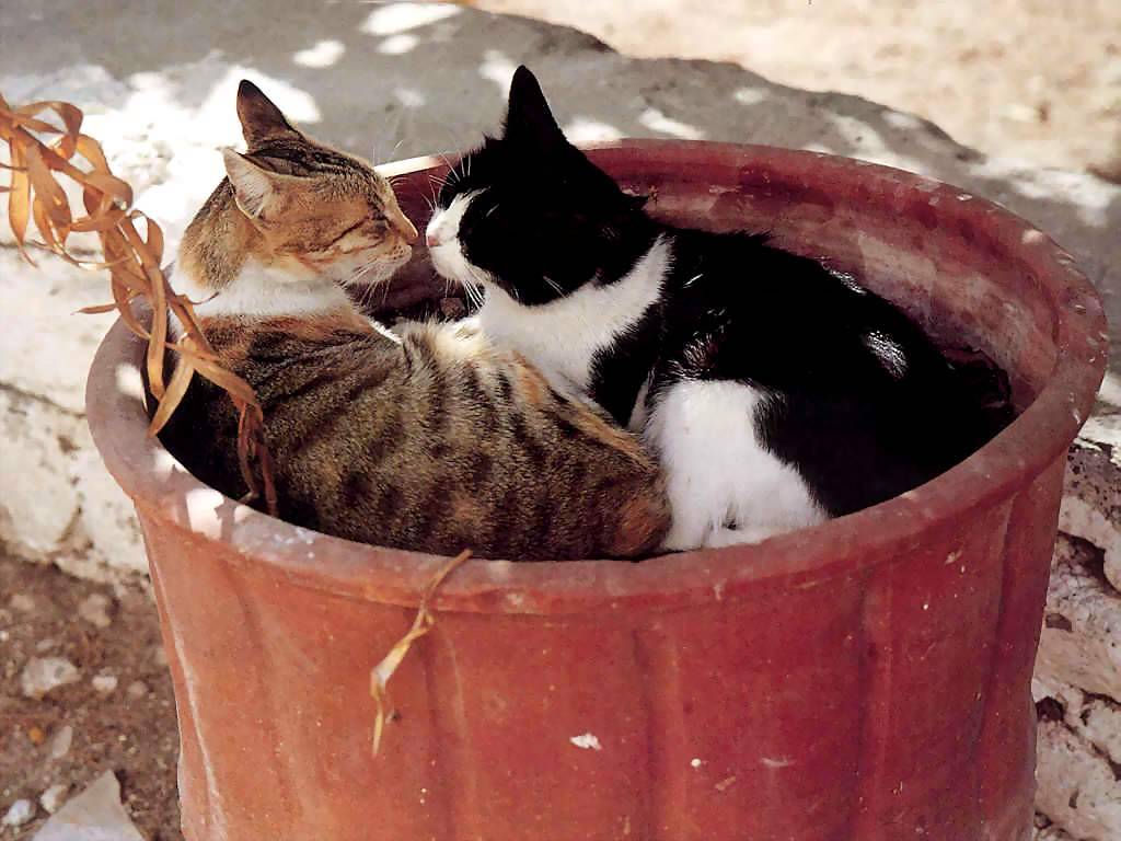 Gatti (167)